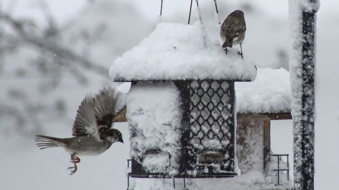 Gawron, mewa, czajka zagrożone wyginięciem. "Ale najszybciej znikają motyle"