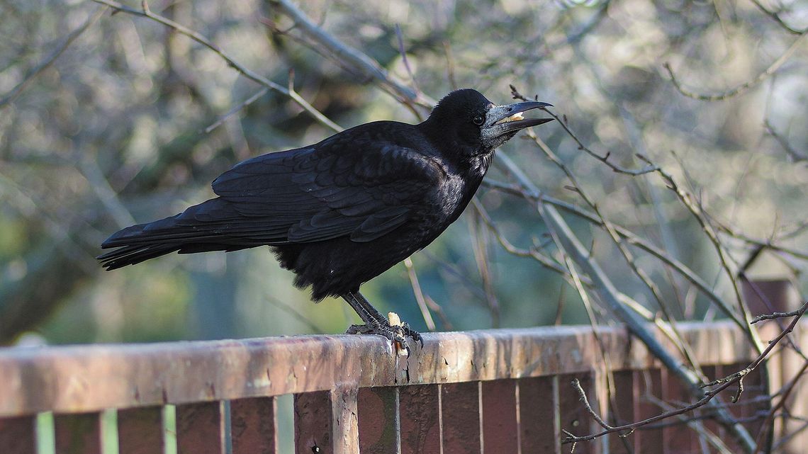 Gawron na czerwonej liście ptaków Polski. Te miasta mają zgodę na "płoszenie i niepokojenie"