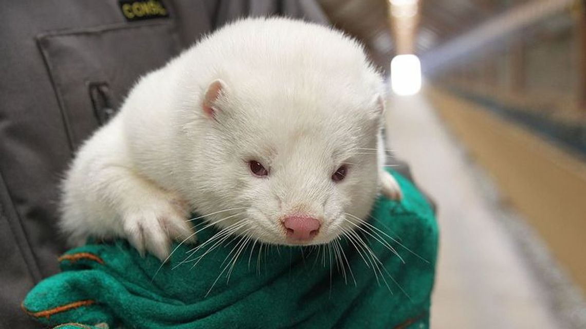 Gdyby badania w Puławach wypadły źle, to tysiące norek czekała śmierć