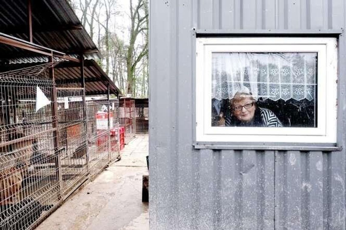 Gdzie będzie nowe schronisko? Członkowie stowarzyszenia zbierają podpisy Gdzie będzie nowe schronisko? Członkowie stowarzyszenia zbierają podpisy