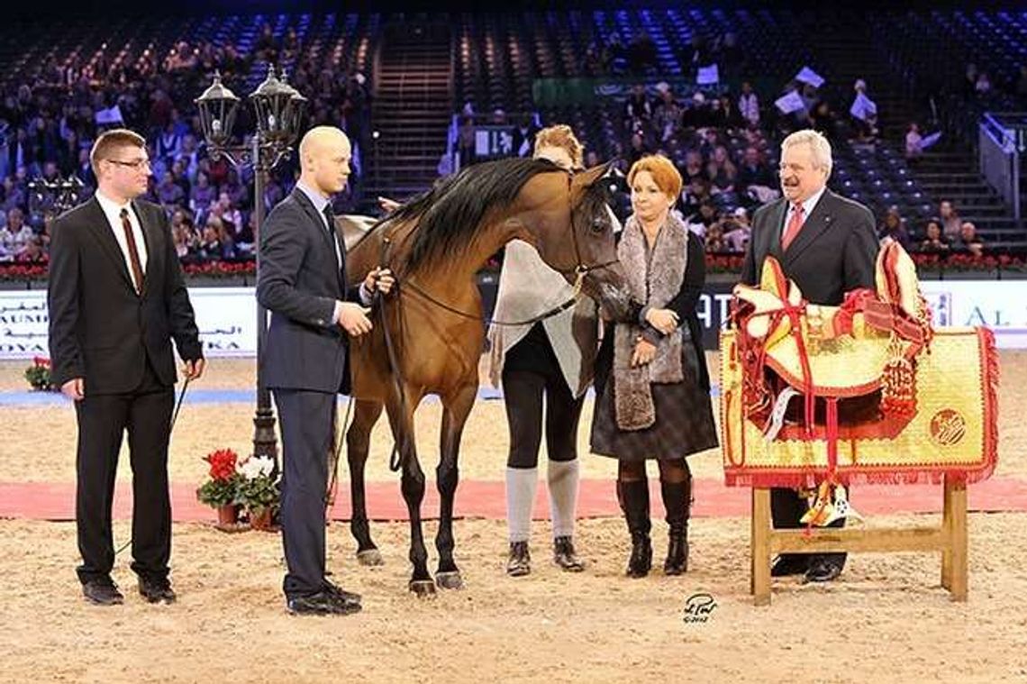 Gdzie jest Pinga, cenna klacz z Janowa? ANR: Powinna wrócić lada dzień