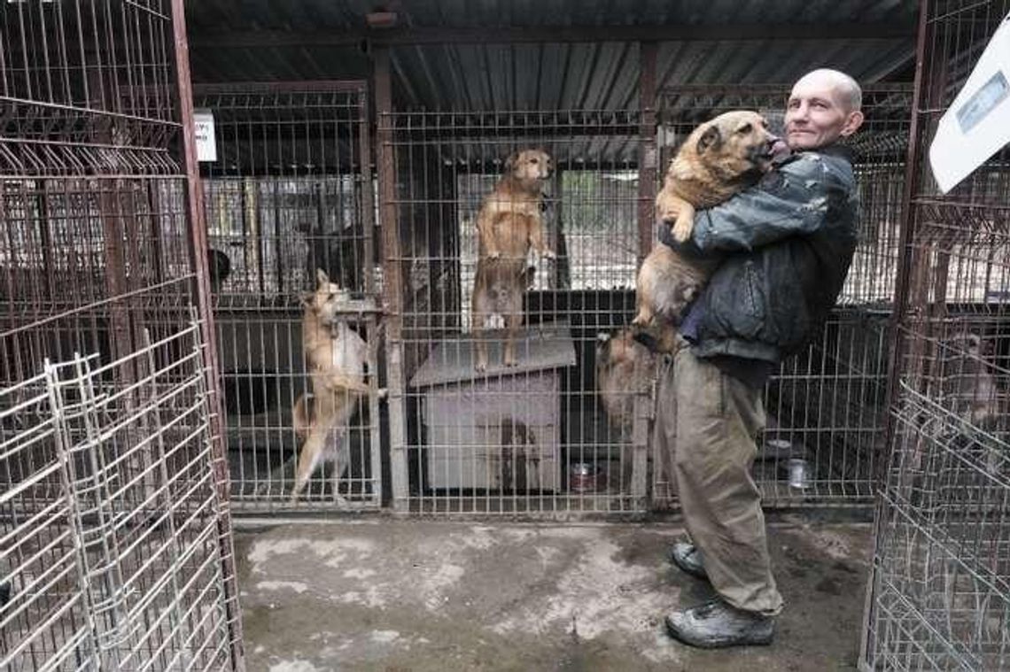 Gdzie jest Rubin? Policjanci przesłuchają osoby, które adoptowały psy