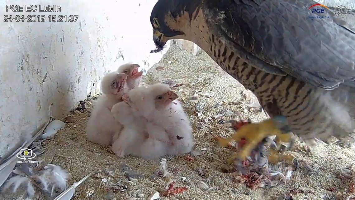 Gdzie lata sokół, nie latać tam sowie. Sokoły wędrowne z lubelskiej elektrociepłowni i ich pisklęta Gdzie lata sokół, nie latać tam sowie. Sokoły wędrowne z lubelskiej elektrociepłowni i ich pisklęta