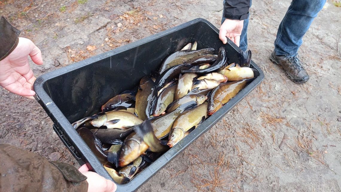 Gdzie na liny i karasie? Zarybienie na pojezierzu i w Siemieniu Gdzie na liny i karasie? Zarybienie na pojezierzu i w Siemieniu