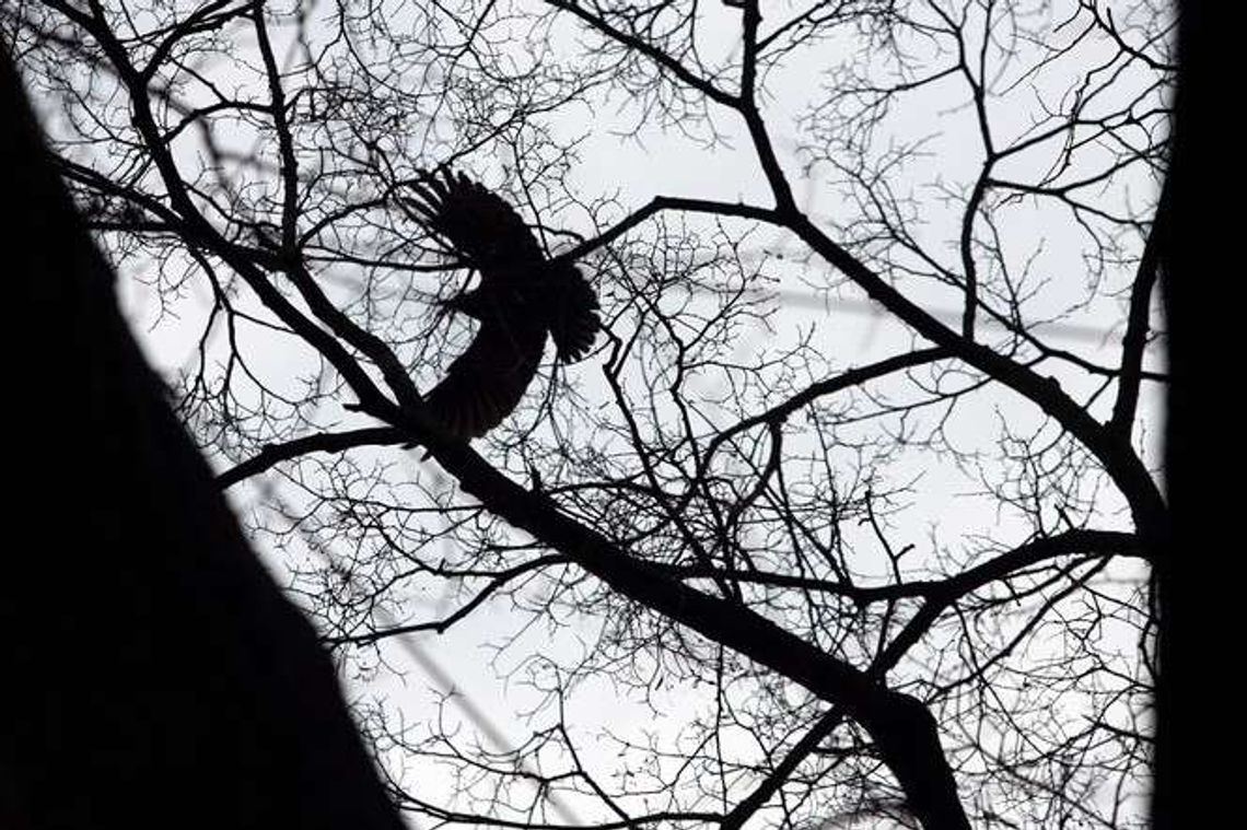 Gdzie odleciały gawrony ze Skweru Niepodległości w Puławach?