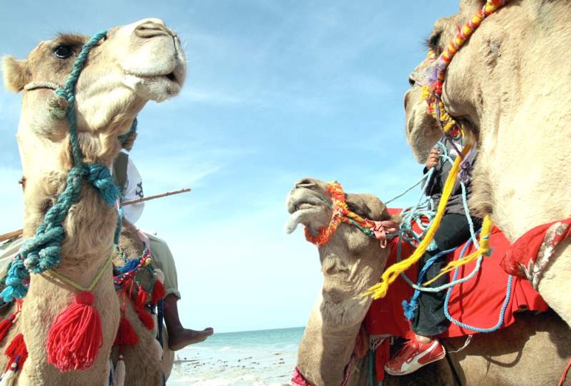 Gdzie pojedzie wielbłąd na święto Trzech Króli?