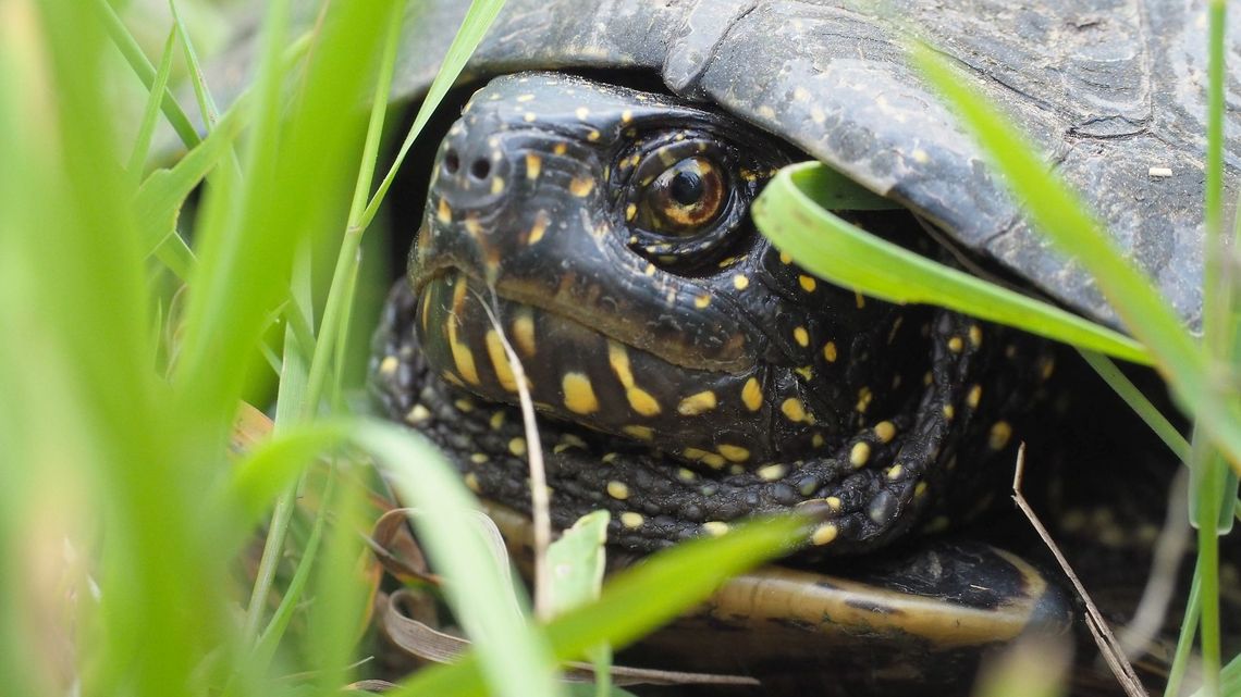 Gdzie są żółwie z nadajnikiem?