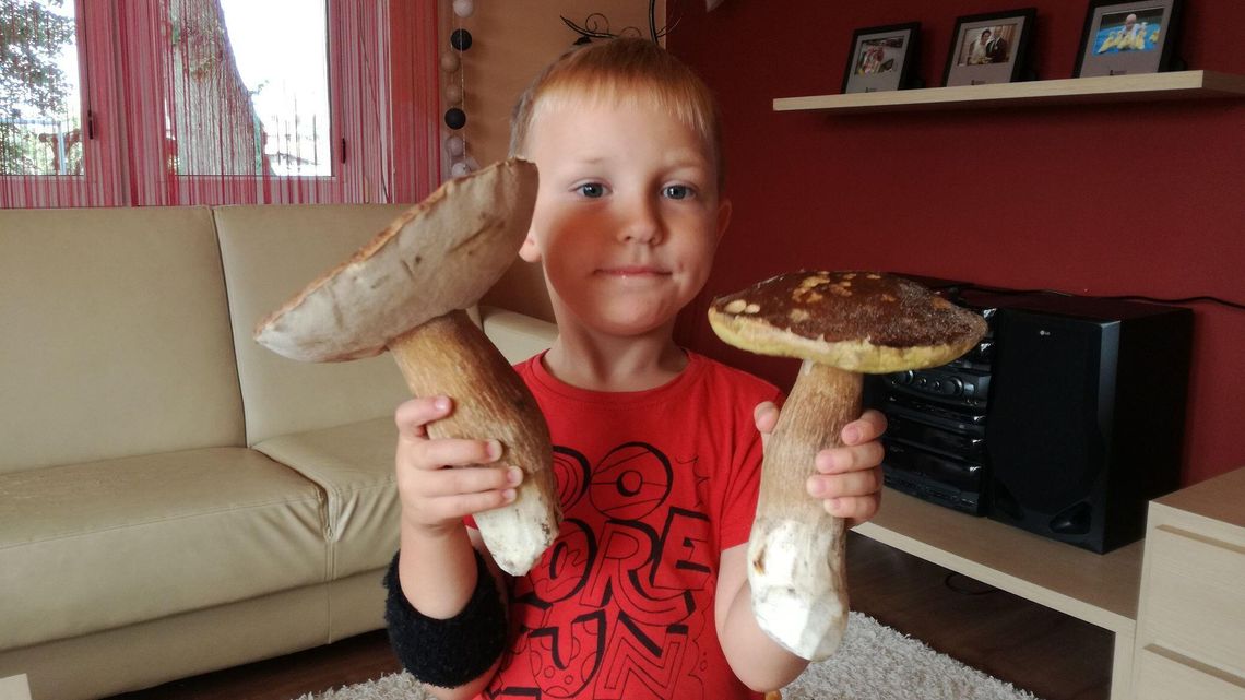 Gdzie znaleźć takie grzyby? Nasz czytelnik zdradza 