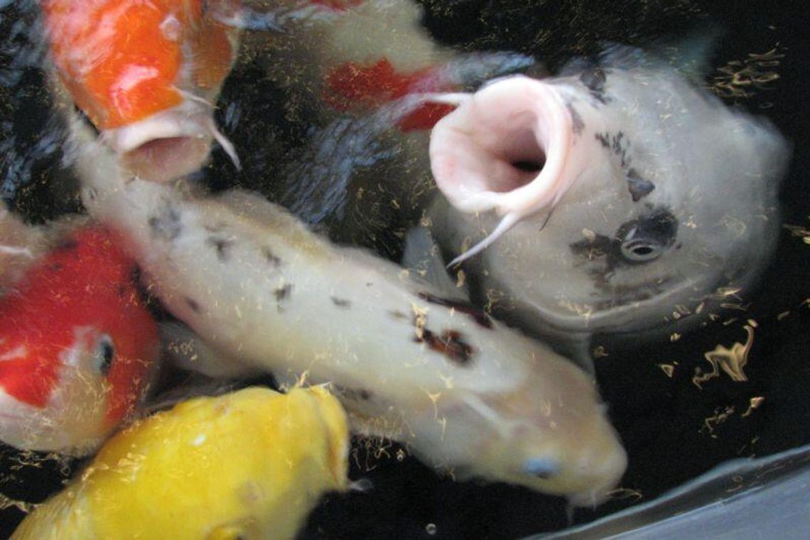 Gefilte fish, czyli ryba faszerowana z Piask