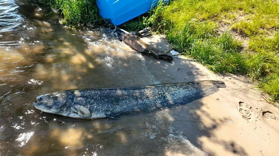 Gigant z Zalewu Zemborzyckiego. Wyłowili go i wrócił do wody