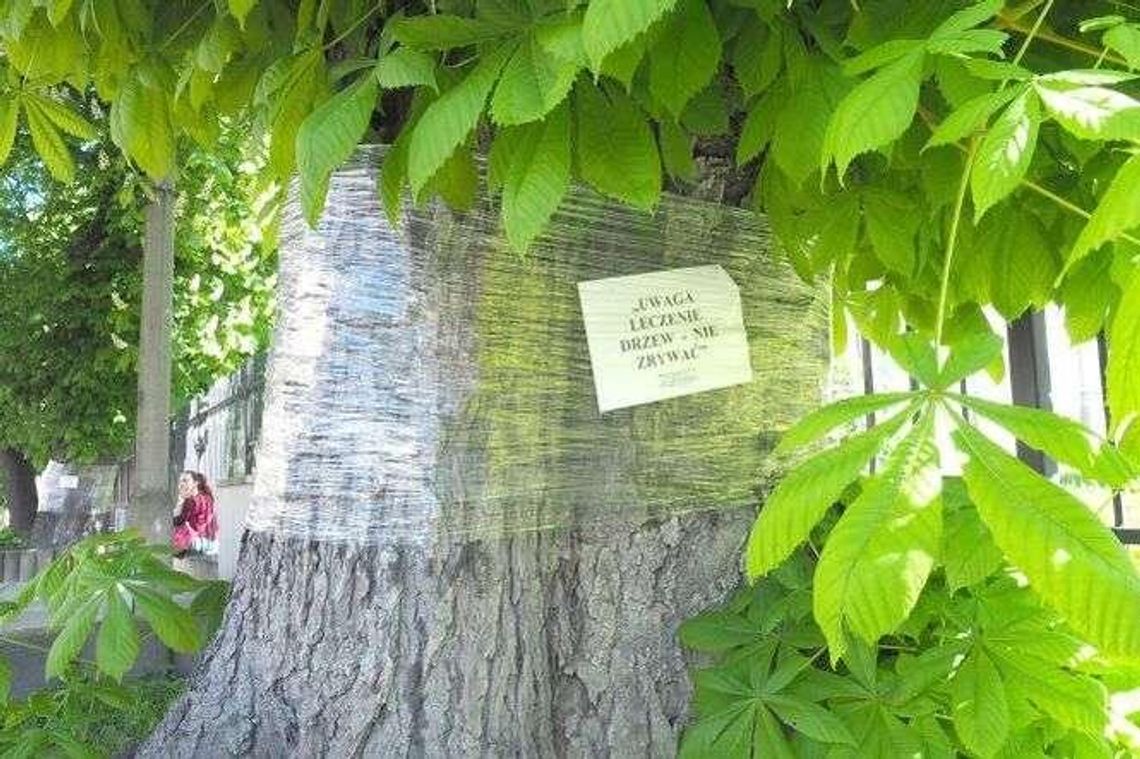 Giń, przepadnij, żarłoku! W Lublinie rusza wojna ze szkodnikiem Giń, przepadnij, żarłoku! W Lublinie rusza wojna ze szkodnikiem