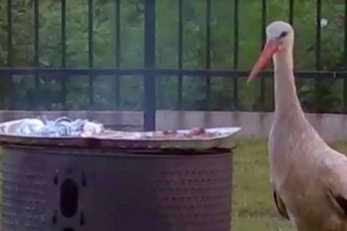 Głodny bocian ukradł mięso z grilla. Miał ochotę na więcej