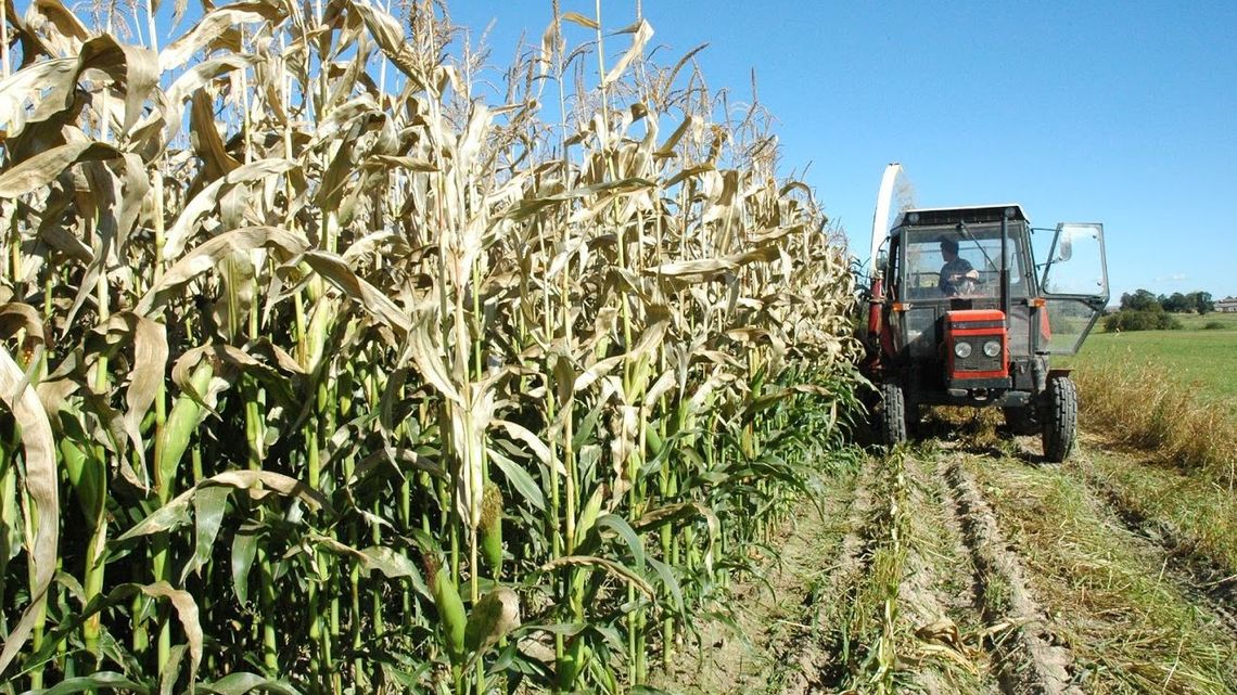 Gm. Łaszczów: Wypadek podczas zbioru kukurydzy Gm. Łaszczów: Wypadek podczas zbioru kukurydzy