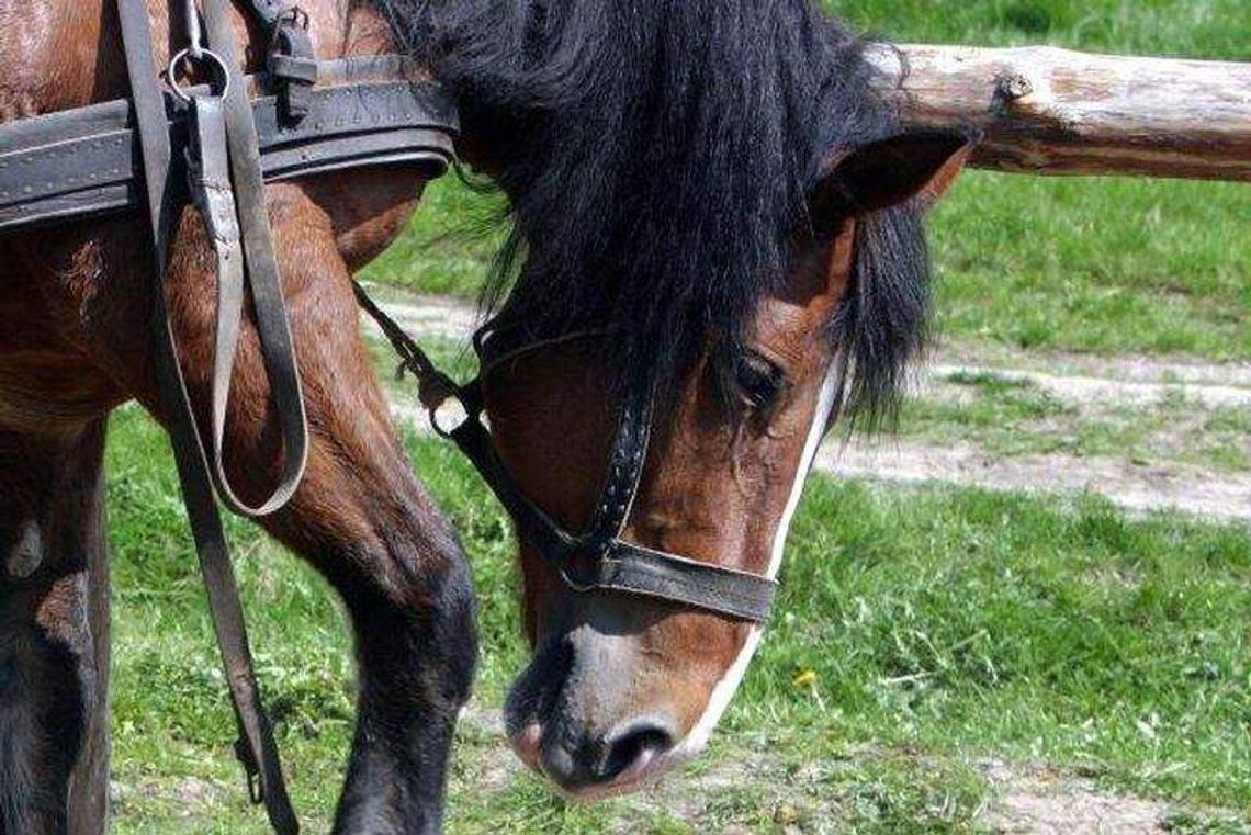 Gm. Rachanie: Wykryli wąglika w gospodarstwie. Dwa konie padły