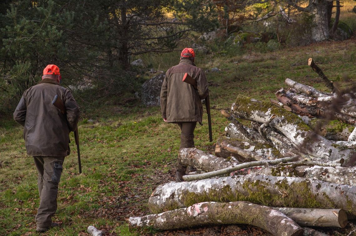 Gmina Chodel opublikowała harmonogram polowań zbiorowych. Pierwsze zaplanowano na październik Gmina Chodel opublikowała harmonogram polowań zbiorowych. Pierwsze zaplanowano na październik