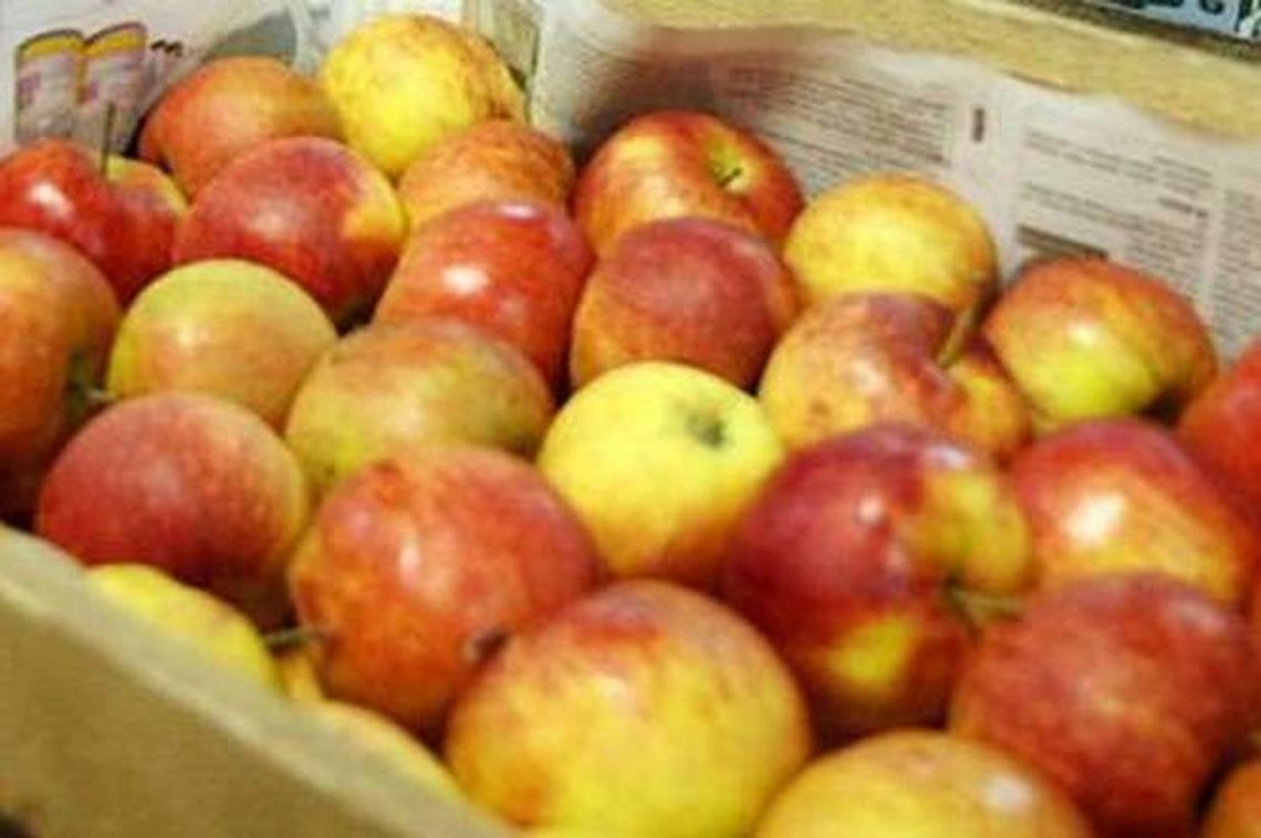 Gmina Głusk: Rozdają jabłka mieszkańcom