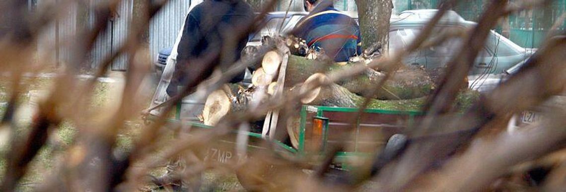 Gmina Krynice: Drzewo przygniotło staruszkę