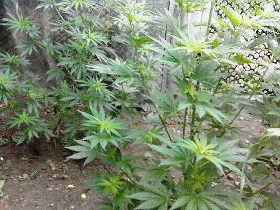 Gmina Kurów. 60-latek uprawiał konopie indyjskie w ogródku Gmina Kurów. 60-latek uprawiał konopie indyjskie w ogródku