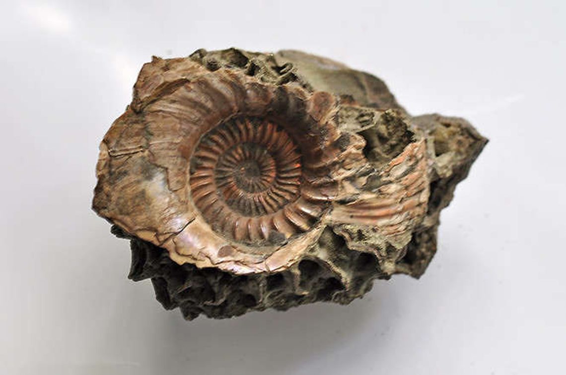 Gmina Łuków bierze się za amonity. Wójt apeluje o zbiórkę