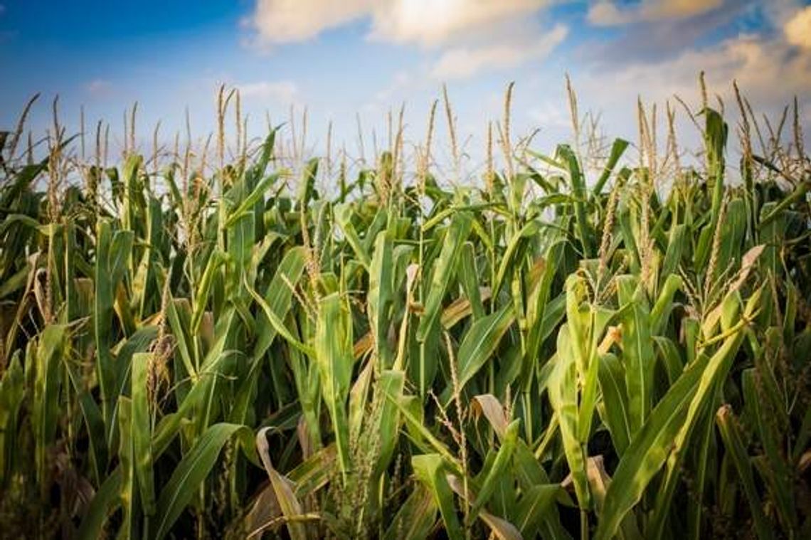 Gmina Piszczac. Protestujący wygrali. Nie będzie biogazowni