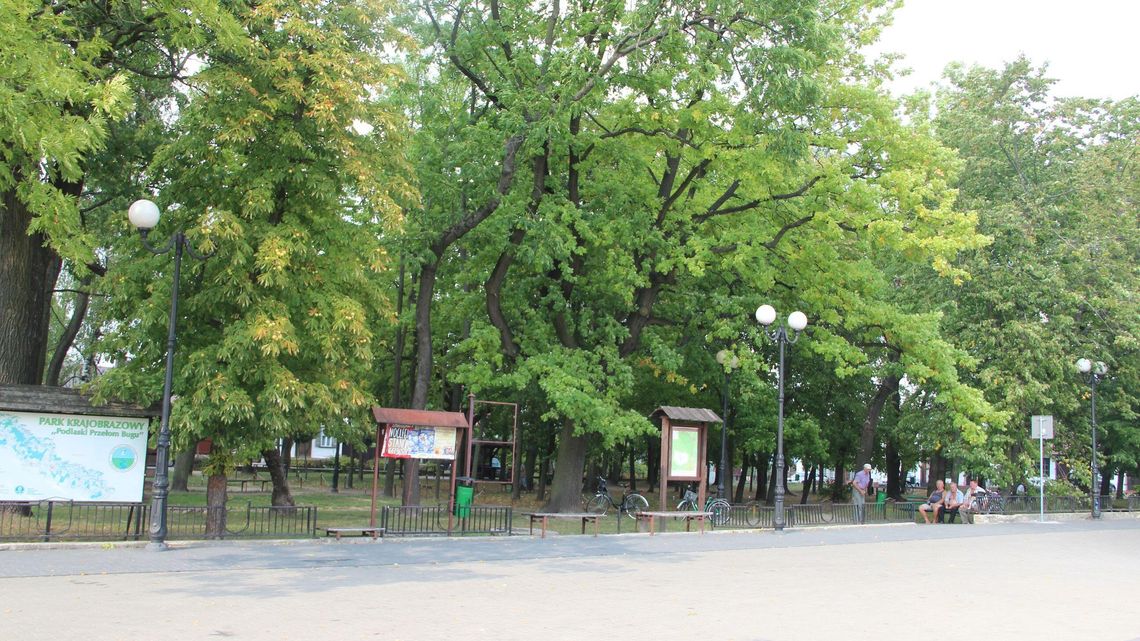 Gmina planuje rewitalizację skweru. Do wycinki ponad 70 drzew Gmina planuje rewitalizację skweru. Do wycinki ponad 70 drzew