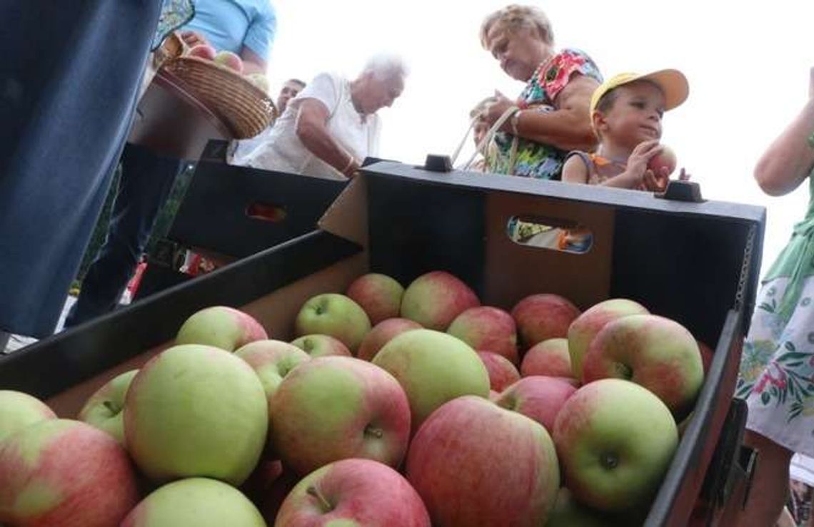 Gmina Puławy: Przyjdź po darmowe jabłka