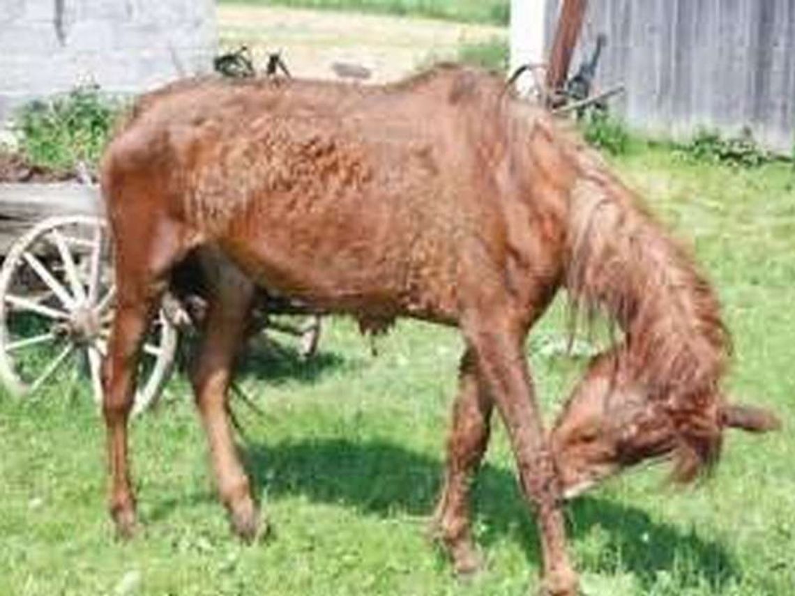 Gmina Radecznica: Rolnik głodził konie i krowę