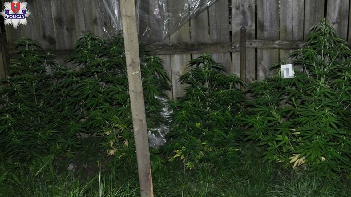 Gmina Szczebrzeszyn: konopie na podwórku Gmina Szczebrzeszyn: konopie na podwórku