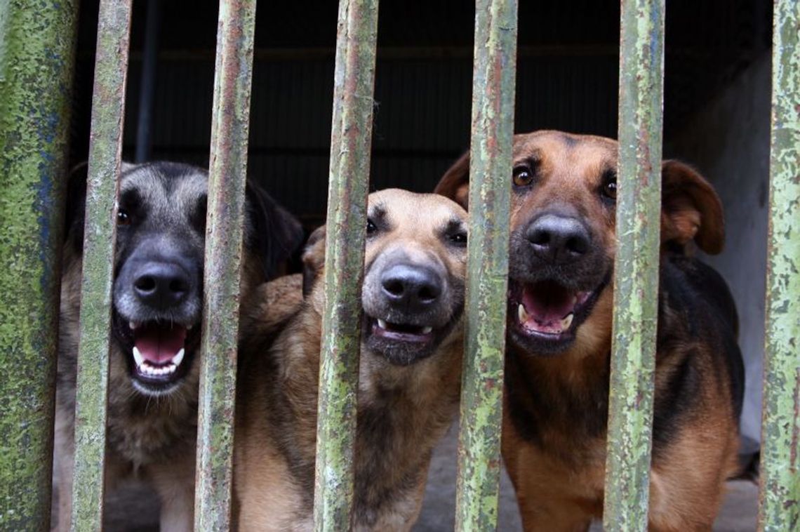 Gminy nie są w stanie sprostać nowym przepisom o ochronie zwierząt