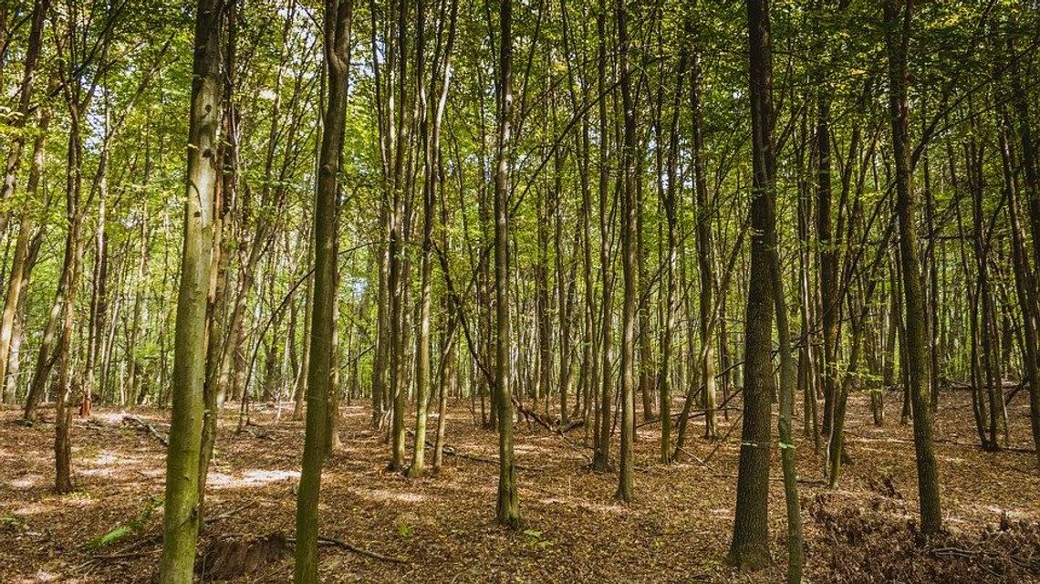 Gminy zakazują podlewania trawników i upraw. Z powodu suszy leśnicy rozważają zamknięcie janowskich lasów