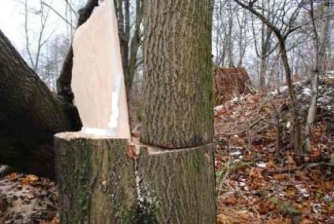 Godziszów Trzeci: Mężczyzna zginął przygnieciony drzewem