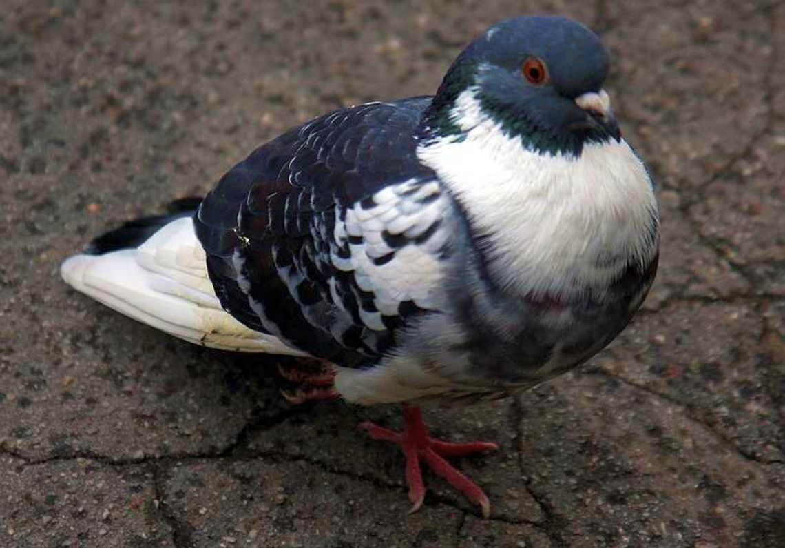 Gołąb nie ma duszy, nie trzeba go dokarmiać