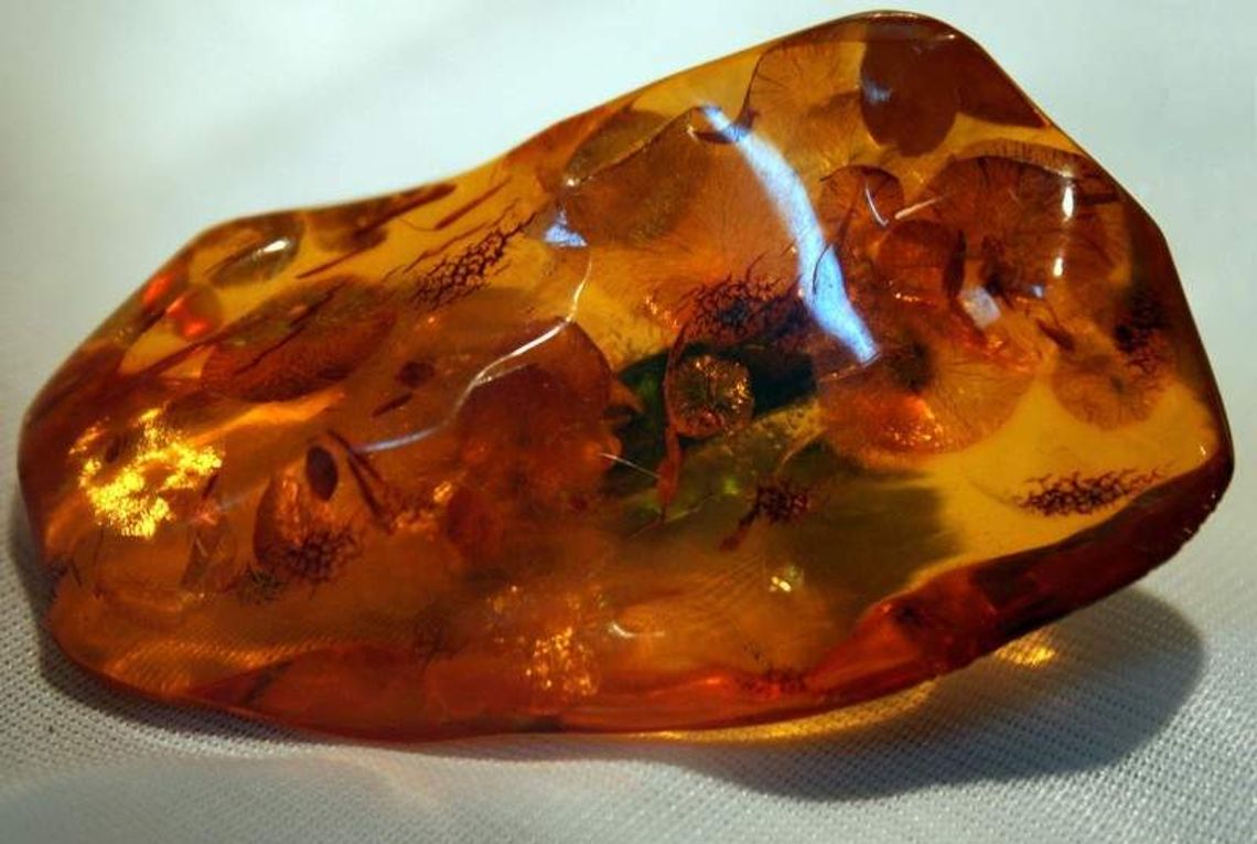 Golden Amber rozpoczyna poszukiwania bursztynu w woj. lubelskim