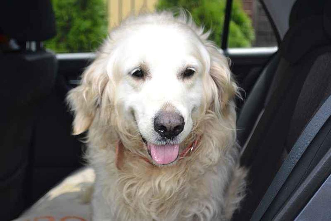 Golden retriever szuka właściciela. Błąkał się po ulicach