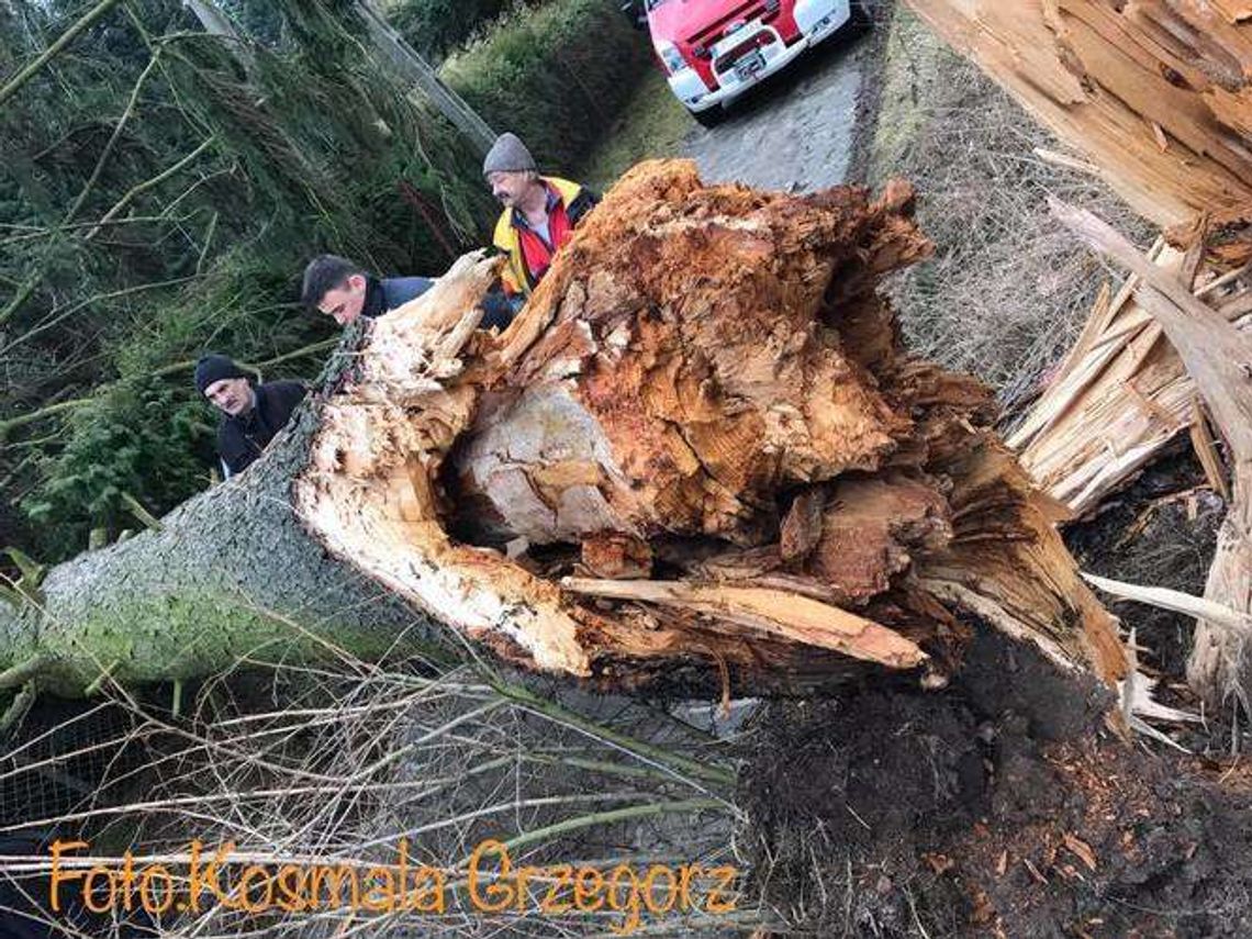 Góra Puławska: Powalone drzewo zablokowało drogę Góra Puławska: Powalone drzewo zablokowało drogę