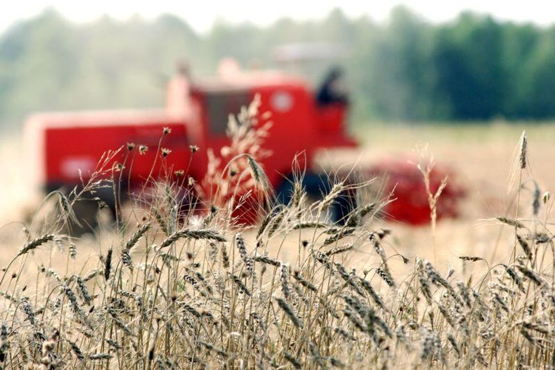 Gorsze ziarno, gorsza mąka