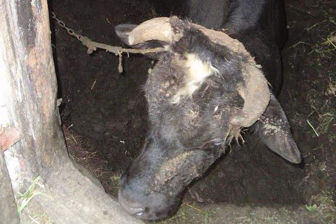 Góry: Zwierzęta mieszkały w koszmarnych warunkach (zdjęcia, wideo)