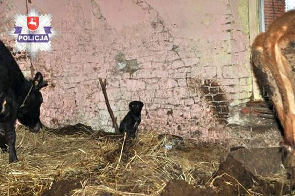 Gospodarz odpowie za głodzenie krów i świń Gospodarz odpowie za głodzenie krów i świń