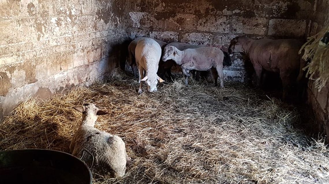 Gospodarz stracił 11 owiec. Sprawą zajęła się policja 
