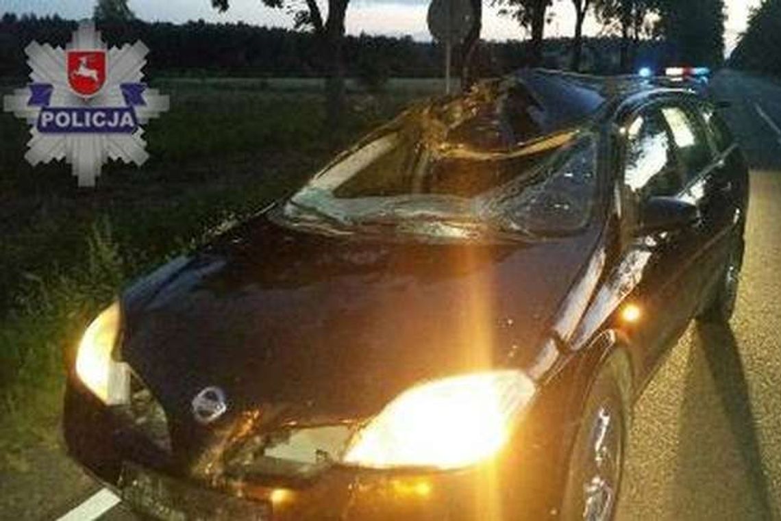 Grabowiec: 41-latka uderzyła autem w łosia