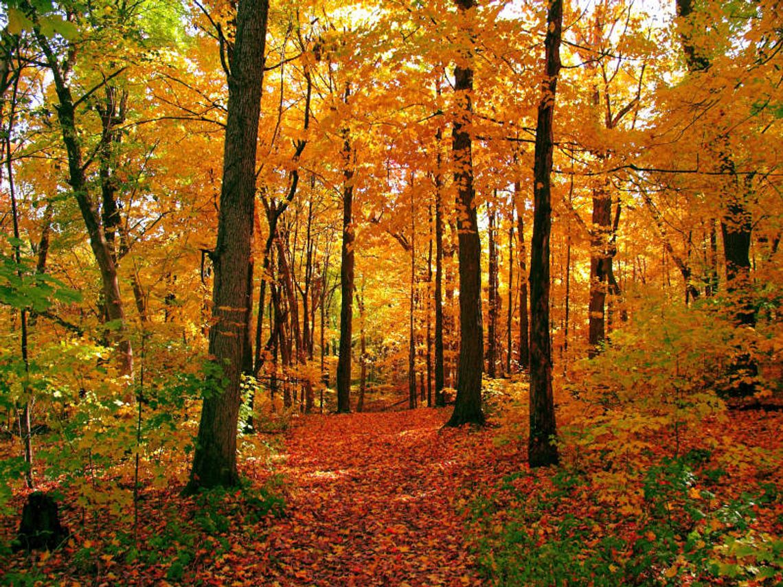 Grabówka: Nie żyje mężczyzna przygnieciony przez drzewo