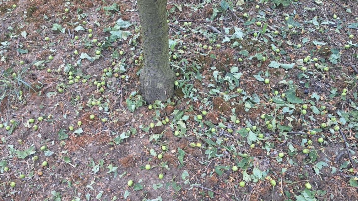 Grad zniszczył wszystko. Izba Rolnicza apeluje o wprowadzenie klęski żywiołowej 