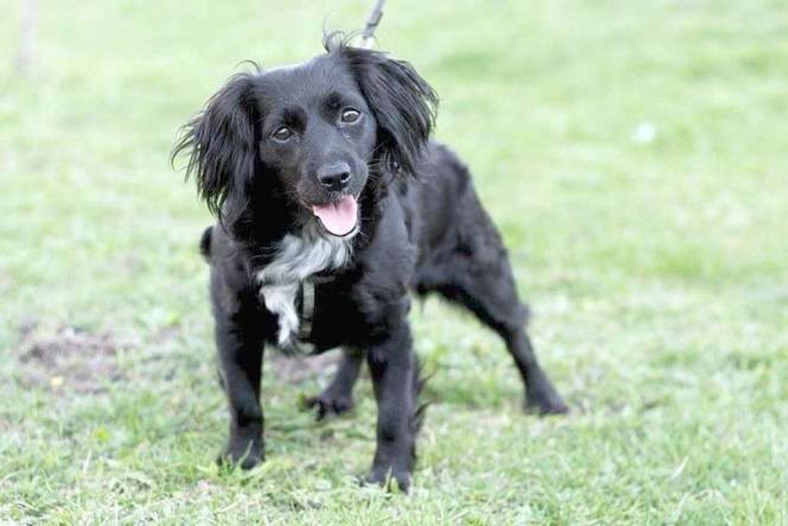 "Gramy dla zwierząt" w Chełmie "Gramy dla zwierząt" w Chełmie