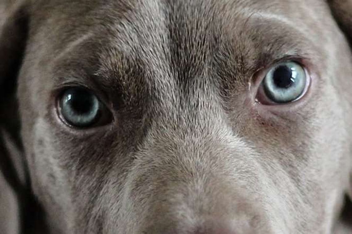 Groził, że ją zabije, a potem powiesił jej psa na klamce drzwi do domu Groził, że ją zabije, a potem powiesił jej psa na klamce drzwi do domu