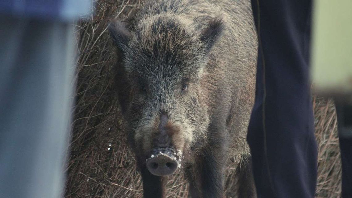 Groźna choroba coraz bliżej Lublina. Znaleziono martwego dzika