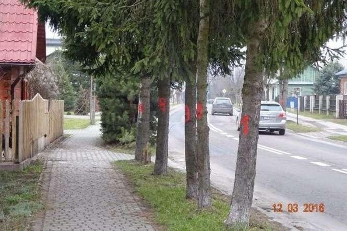 „Groźne” drzewa czekają na wycinkę „Groźne” drzewa czekają na wycinkę