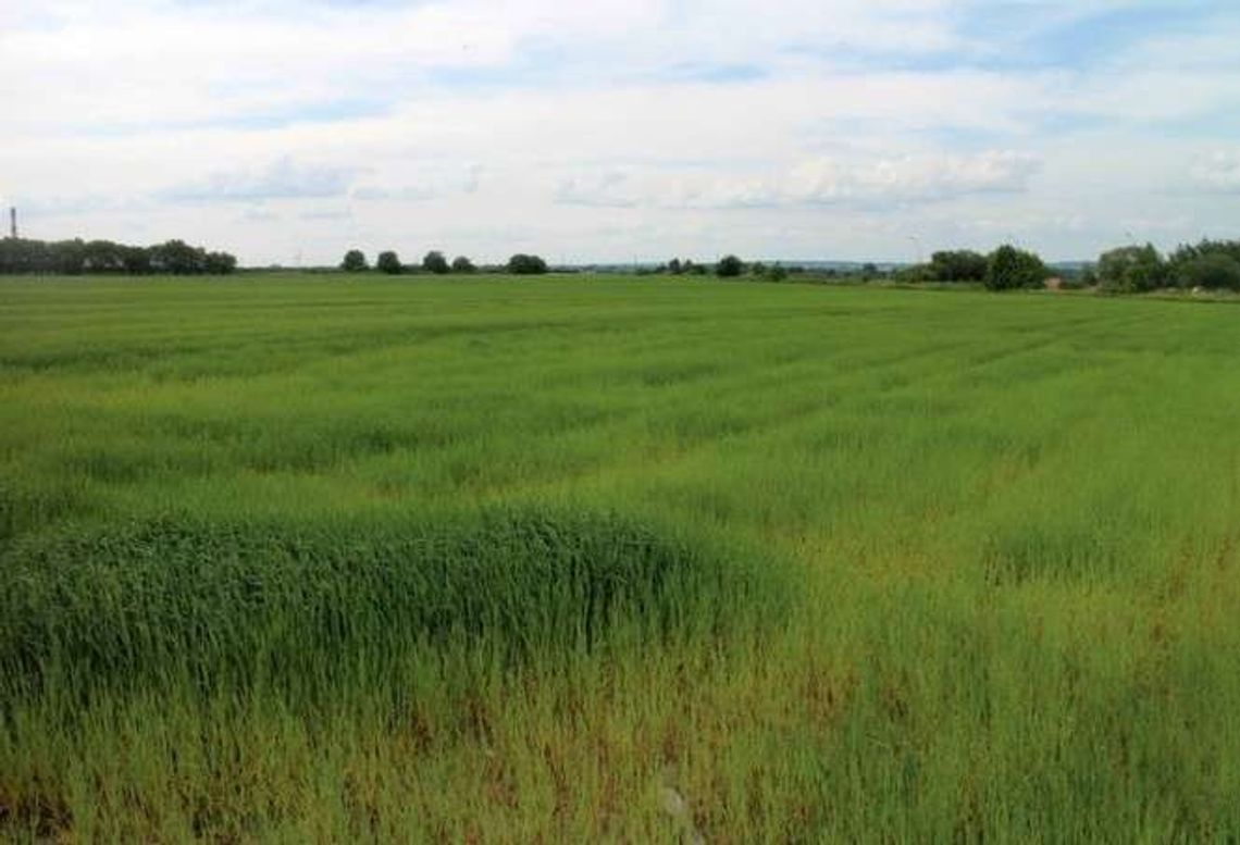 "Grunt na Medal". Wybrali najlepszy teren inwestycyjny w regionie