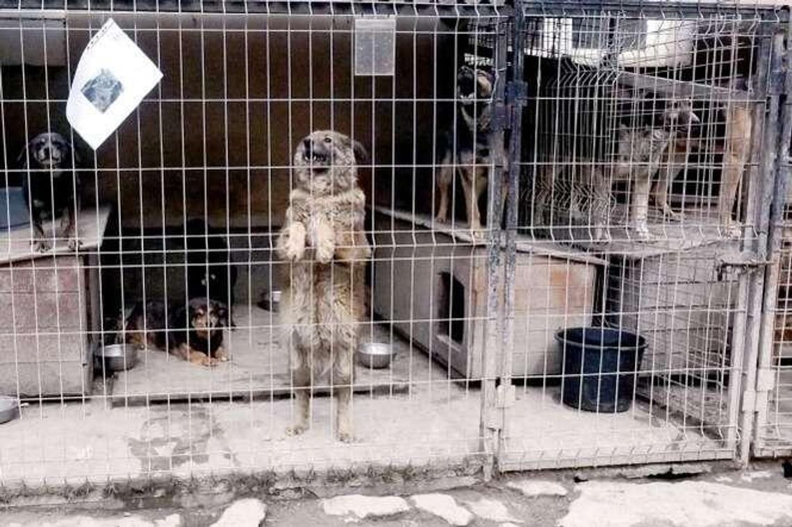 Gryzą się o bezpańskie psy. Konflikt wokół schroniska w Krzesimowie narasta Gryzą się o bezpańskie psy. Konflikt wokół schroniska w Krzesimowie narasta