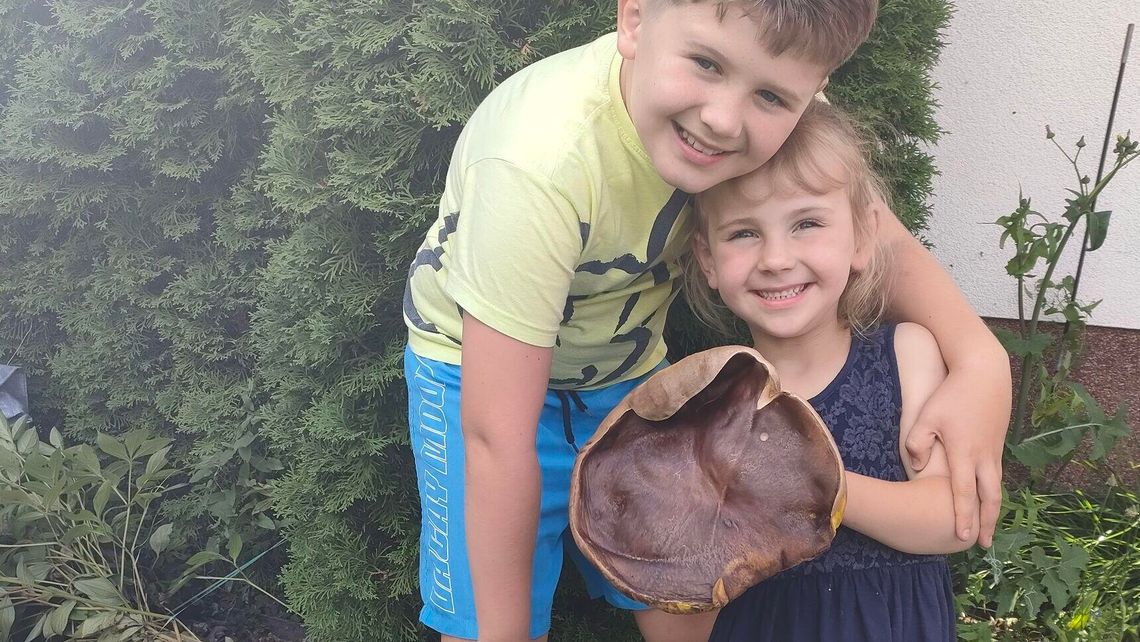 Grzyb gigant i wielka radość małych grzybiarzy