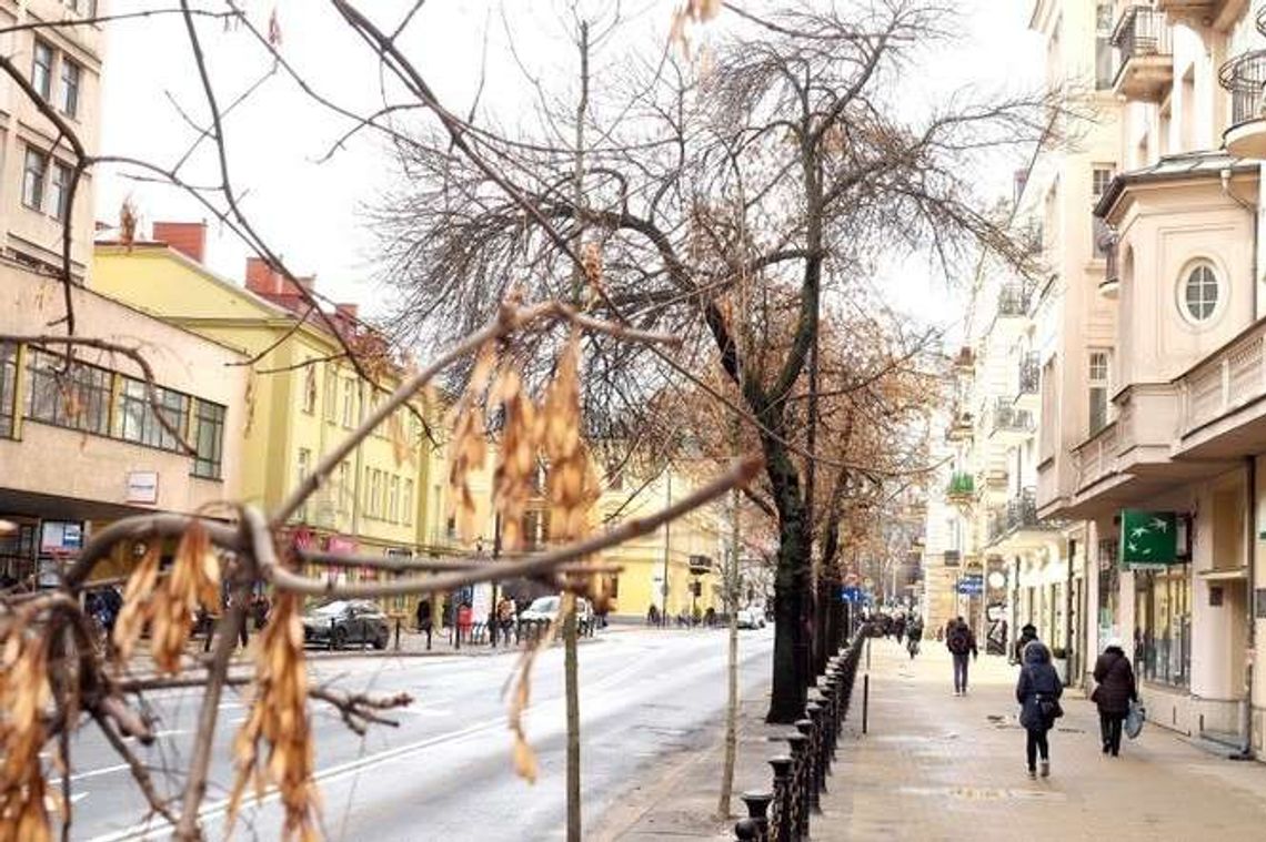 Grzyb szkodzi jesionom w całej Polsce. Lubelskie drzewa też chorują Grzyb szkodzi jesionom w całej Polsce. Lubelskie drzewa też chorują